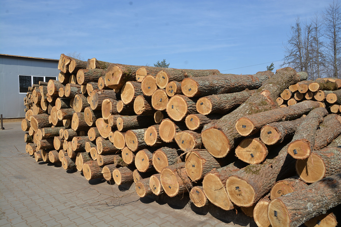 Logging, harvesting of timber